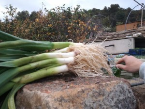 recolección de ajos tiernos