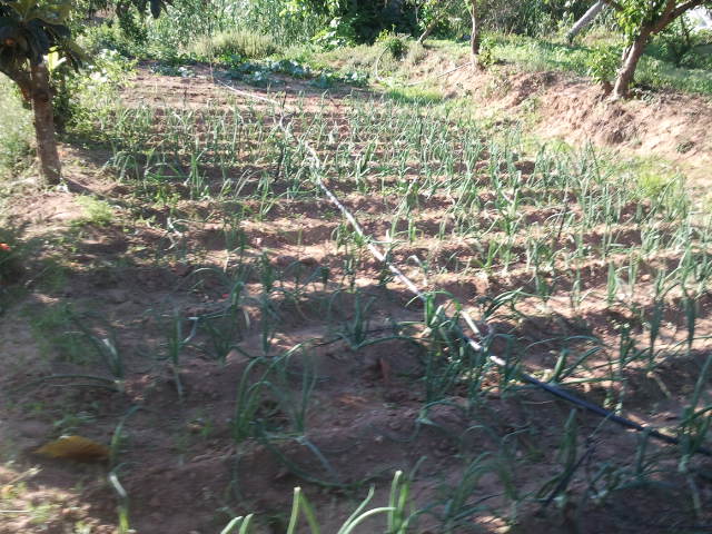 calçots