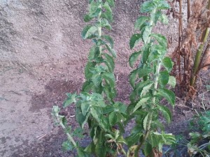 planta medicinal Stevia