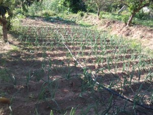 cultivo de calçots