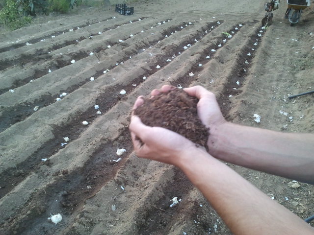 cultivo de calçots