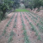 calzar calçots