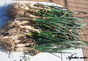 calçots