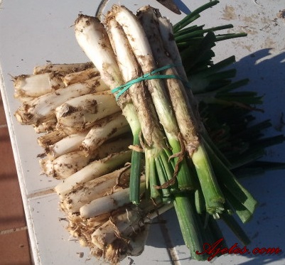 los calçots