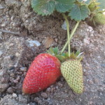 fresas cultivo