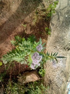 propiedades de la valeriana