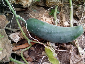 Cultivo del pepino