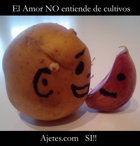 cultivo_ajetes