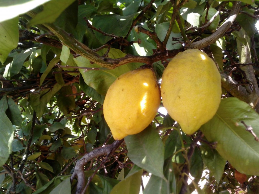 propiedades del limón