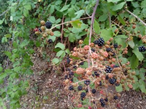 Mermelada de moras