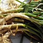 cocinar calçots
