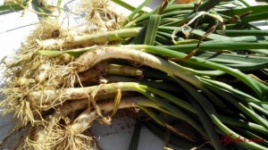 cocinar calçots